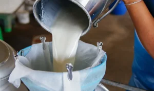 Ilustrasi botol berisi susu segar mentah (raw milk) yang belum melalui proses pemanasan pasteurisasi.